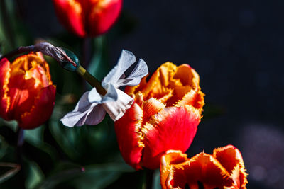 Close-up of orange flowering plant