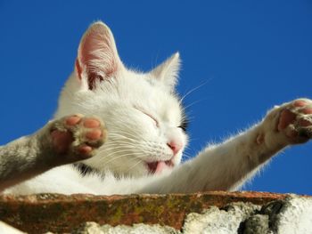 Close-up of a cat against blue sky