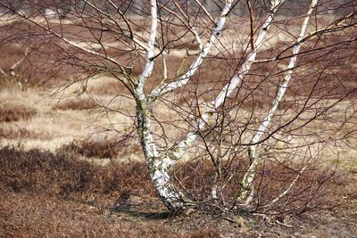 Bare trees on landscape