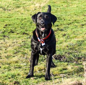 Portrait of black dog on field