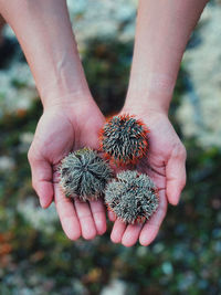 Sea urchin