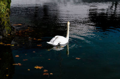 High angle view of swan floating on lake