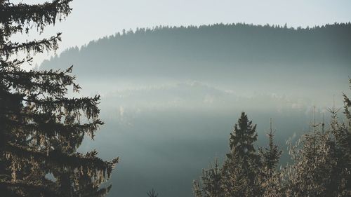 Low angle view of trees against sky