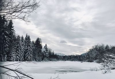 Trees on snow covered land against sky