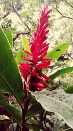 Close-up of red hibiscus blooming outdoors