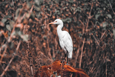 Close-up of egret in forest