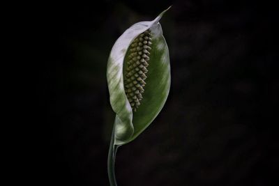 Close-up of flower against black background