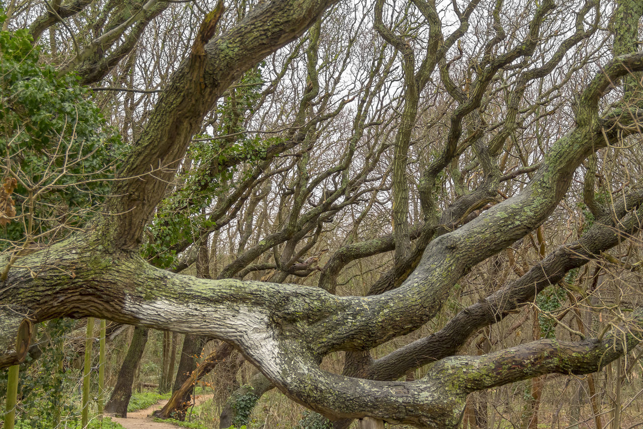 VIEW OF TREE TRUNKS IN FOREST