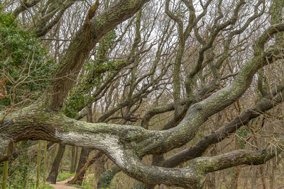 Trees growing in forest