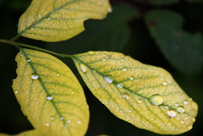 Close-up of raindrops on leaves