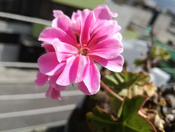 Close-up of pink flower blooming outdoors