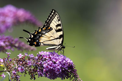 Butterfly pollinating on purple flowers