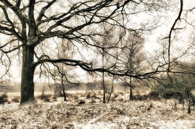 Bare trees on field against sky