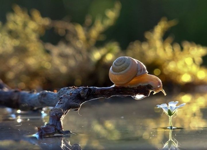 animal themes, animals in the wild, one animal, wildlife, snail, focus on foreground, close-up, animal shell, nature, water, bird, outdoors, selective focus, beauty in nature, day, no people, side view, zoology, full length, two animals