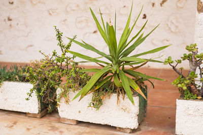 High angle view of plants growing on table