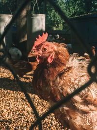 A zoomed in picture of a chicken 