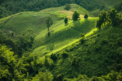 High angle view of green landscape