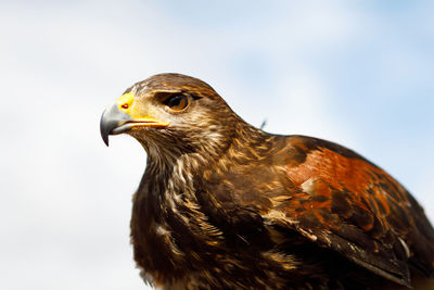 Close-up of a bird