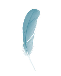 High angle view of feather against white background