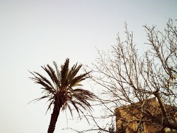 Low angle view of palm trees against clear sky