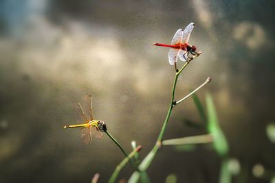 Close-up of dragonfly