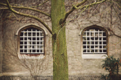 Bare tree against old building