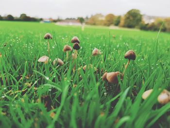 Close-up of mushrooms growing on field