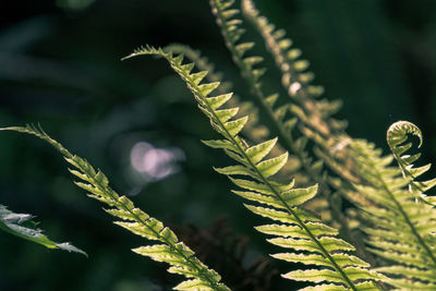 Close-up of fern