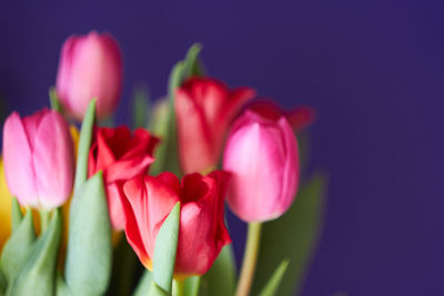 Close-up of pink tulips against blue background