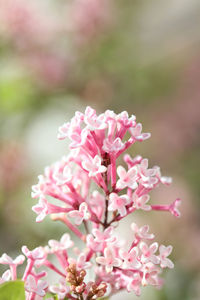 Close-up of pink cherry blossoms