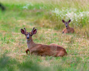 Portrait of deer on field