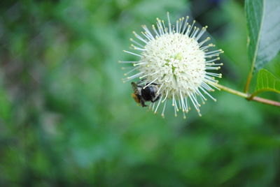 Close-up of bee on flower