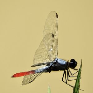 dragonflies and damseflies