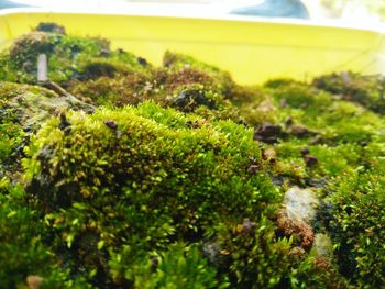 Close-up of fresh green plants