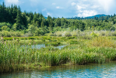 Scenic view of lake in forest against sky