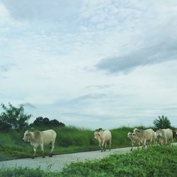 Cows grazing on field