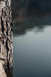 Close-up of tree trunk by rock