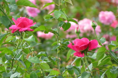 Close-up of pink flowers blooming outdoors