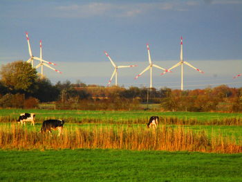 Horses in a field