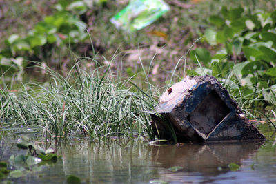 View of a turtle in the water