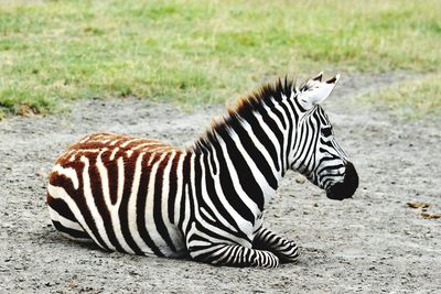 Zebra sitting on a field