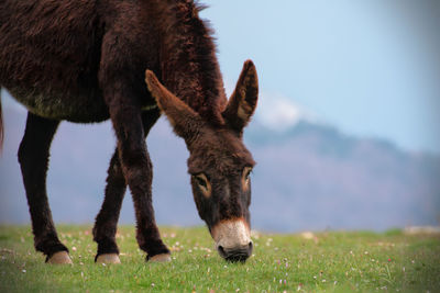 View of a horse grazing on field