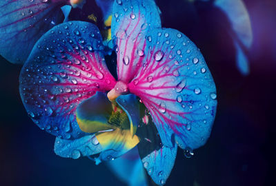 Close-up of wet purple flowering plant