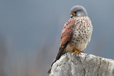 Close-up of owl perching on rock