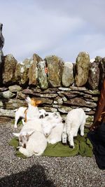 Corgi with lambs against stone wall