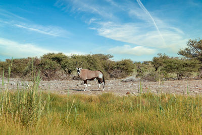 Horse in a field