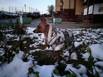 Horse on snow during winter