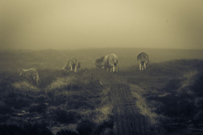 Sheep grazing on field during foggy weather