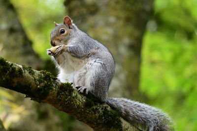 Close-up of squirrel on tree