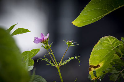 Close-up of purple flowering plant leaves